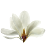 magnolia centre