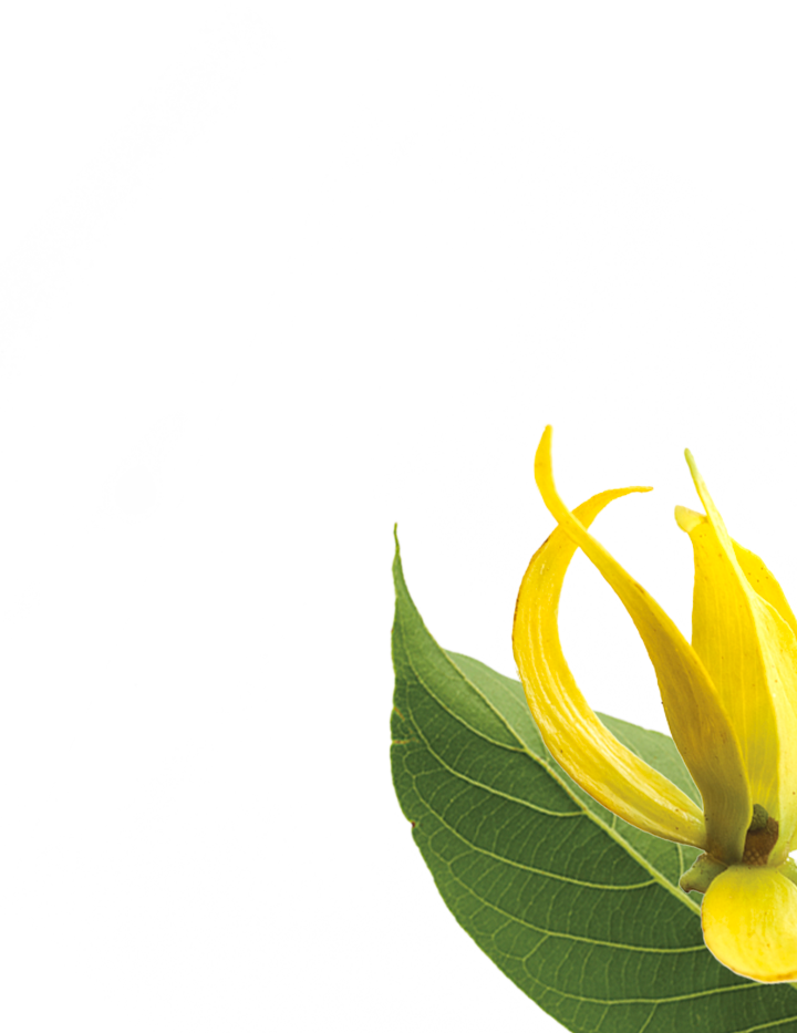 ylang-botanical-right.png